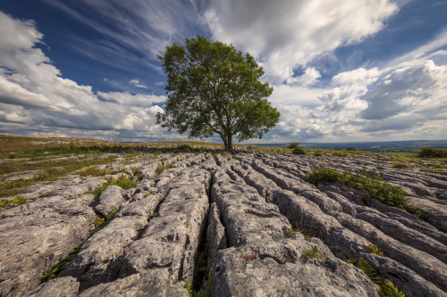A lone tree growing in limestone in the Yorkshire Dales; Malham, North Yorkshire, England Poster Print by Roger Coan / Design Pics - Item # VARDPI12510413