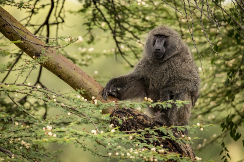 Olive baboon (Papio anubis) sits on branch eyeing camera, Serengeti National Park; Tanzania Poster Print by Nick Dale / Design Pics - Item # VARDPI12554318