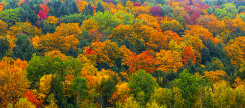 Vibrant autumn coloured foliage in a forest of deciduous trees; Fulford, Quebec, Canada Poster Print by David Chapman / Design Pics - Item # VARDPI12545618