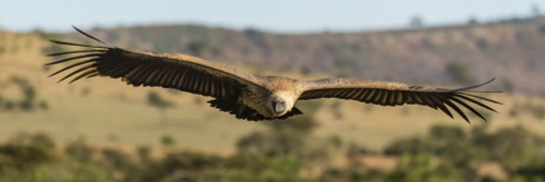 Panorama of African white-backed vulture (Gyps africanus) over savannah, Serengeti; Tanzania Poster Print by Nick Dale / Design Pics - Item # VARDPI12556212