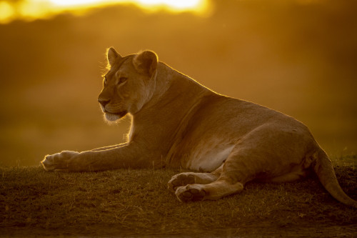 Backlit lioness (Panthera Leo) lies facing left at sunset, Serengeti National Park; Tanzania Poster Print by Nick Dale / Design Pics - Item # VARDPI12554227