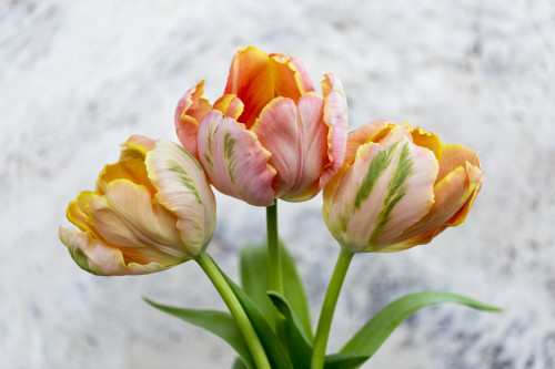 Three peach coloured tulips on a grey marbled background; Surrey, British Columbia, Canada Poster Print by Lorna Rande / Design Pics - Item # VARDPI12510330