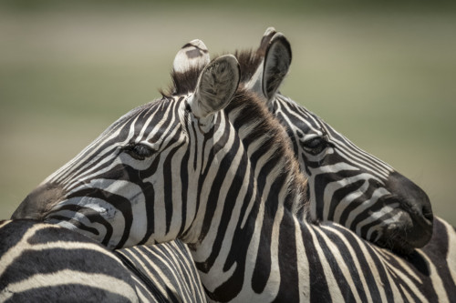 Close-up of Plains zebra (Equus quagga) resting on another, Serengeti National Park; Tanzania Poster Print by Nick Dale / Design Pics - Item # VARDPI12554250 Close-up of Plains zebra (Equus quagga) resting on another, Serengeti National Park; Tanzania Poster Print by Nick Dale / Design Pics - Item # VARDPI12554250