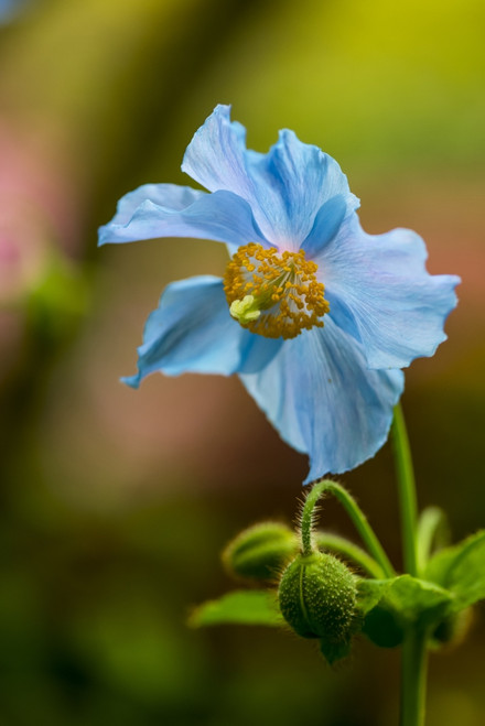 Close-Up Of A Blue Flower Blossoming At Butchart Gardens; Victoria, British Columbia, Canada Poster Print by Cathy Hart / Design Pics - Item # VARDPI12327422