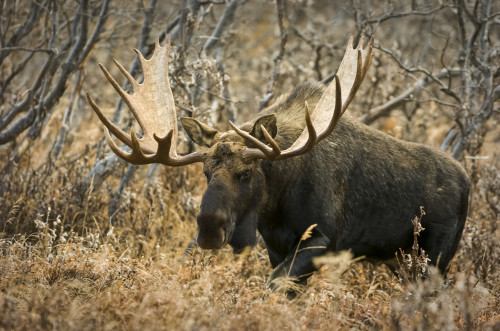 Bull Moose Walking Through Chugach State Park On The Anchorage Hillside In Southcentral Alaska Poster Print by Tom Soucek / Design Pics - Item # VARDPI2170344