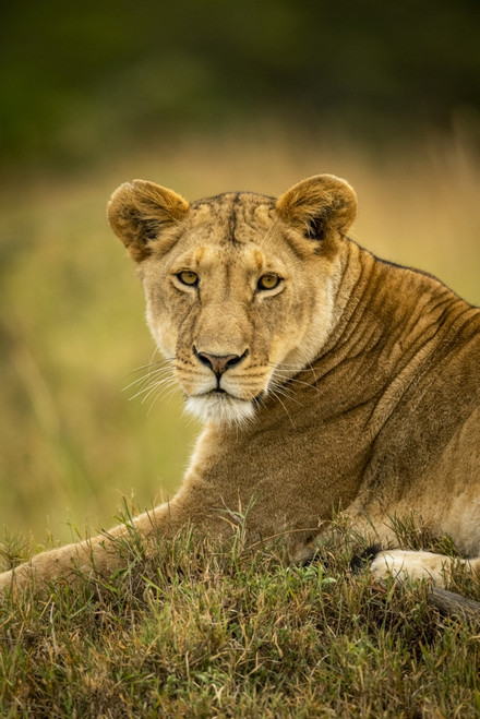 Close-up of lioness (Panthera leo) in grass watching camera, Serengeti National Park; Tanzania Poster Print by Nick Dale / Design Pics - Item # VARDPI12554240