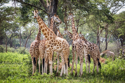 A Group Of Giraffes (Giraffa) Standing Under A Tree, Murchison Falls National Park; Uganda Poster Print by Reynold Mainse / Design Pics - Item # VARDPI12331187