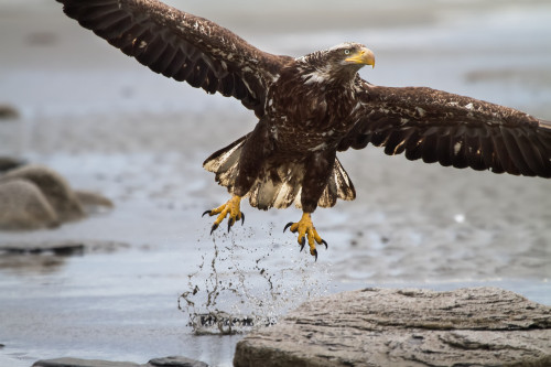 Immature Bald Eagle Taking Off From A Beach Near Deep Creek, Kenai Peninsula, Southcentral Alaska Poster Print by Mike Criss / Design Pics - Item # VARDPI2382894