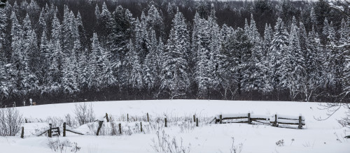 Field and fence in the snow with snow-covered trees in the background; Foster, Quebec, Canada Poster Print by David Chapman / Design Pics - Item # VARDPI12521677
