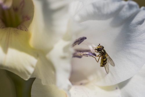 A Hoverfly seeks nectar from a Gladiolus blossom; Astoria, Oregon, United States of America Poster Print by Robert L. Potts / Design Pics - Item # VARDPI12388236