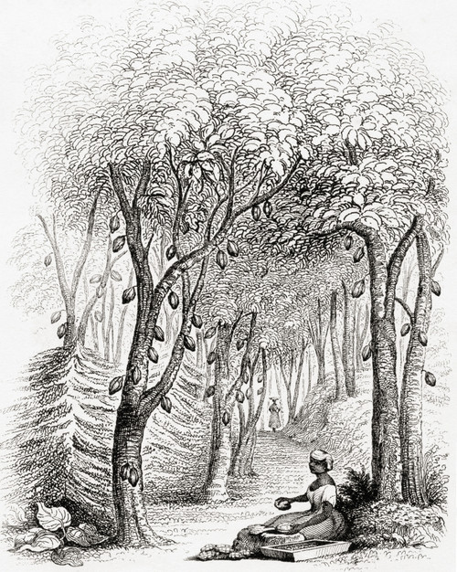 A Cocoa And Coffee Plantation In The West Indies In The 19th Century.  From A 19th Century Print. Poster Print by Ken Welsh / Design Pics - Item # VARDPI12323426