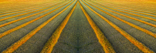 Artistic aerial views of canola harvest lines glowing at sunset; Blackie, Alberta, Canada Poster Print by Michael Interisano / Design Pics - Item # VARDPI12516660