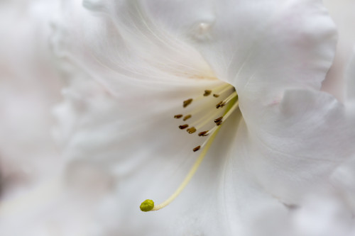 Extreme close-up of a white lily in the Japanese Gardens; Mayne Island, British Columbia, Canada Poster Print by Lorna Rande / Design Pics - Item # VARDPI12509798