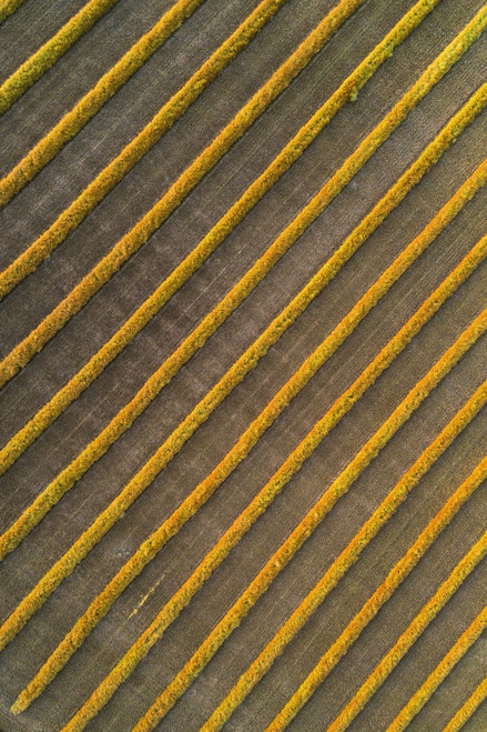 View from directly above of canola harvest lines glowing at sunset; Blackie, Alberta, Canada Poster Print by Michael Interisano / Design Pics - Item # VARDPI12516657