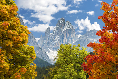 Colourful trees in autumn framing dramatic mountain in the background; Sesto, Bolzano, Italy Poster Print by Michael Interisano / Design Pics - Item # VARDPI12516346