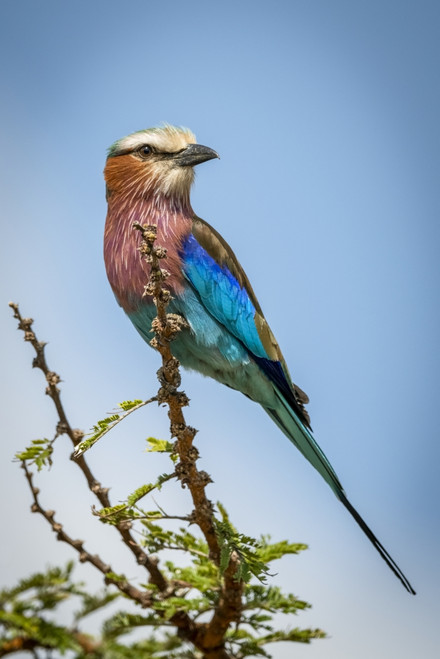Lilac-breasted roller (Coracias caudatus Linnaeus) perches on branch turning head, Serengeti; Tanzania Poster Print by Nick Dale / Design Pics - Item # VARDPI12556228