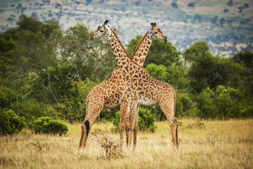 Two Masai giraffe (Giraffa camelopardalis tippelskirchii) crossing necks by trees, Serengeti; Tanzania Poster Print by Nick Dale / Design Pics - Item # VARDPI12556217