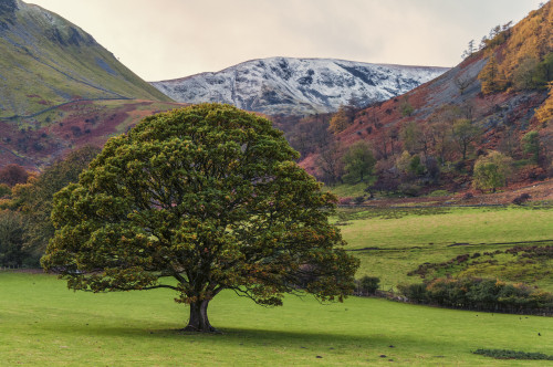 Tree In The Colourful Landscape Of The English Lake District As Winter Approaches; Cumbria, England Poster Print by Philip Payne / Design Pics - Item # VARDPI12327347
