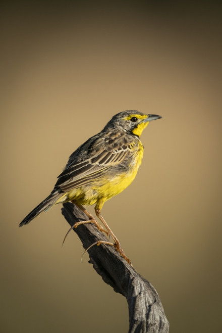 Yellow-throated longclaw (Macronyx croceus) in profile on dead branch, Serengeti National Park; Tanzania Poster Print by Nick Dale / Design Pics - Item # VARDPI12554332