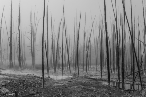 Dead trees, Cistern Spring, Norris Basin, Yellowstone National Park; Wyoming, United States of America Poster Print by Debra Brash / Design Pics - Item # VARDPI12514105 Dead trees, Cistern Spring, Norris Basin, Yellowstone National Park; Wyoming, United States of America Poster Print by Debra Brash / Design Pics - Item # VARDPI12514105