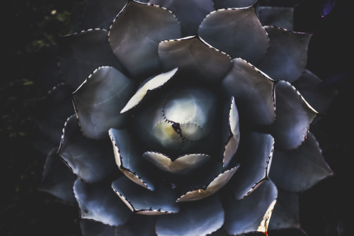 Foliage of a cactus plant in a garden viewed from directly above; Vancouver, British Columbia, Canada Poster Print by Melody Davis / Design Pics - Item # VARDPI12451508