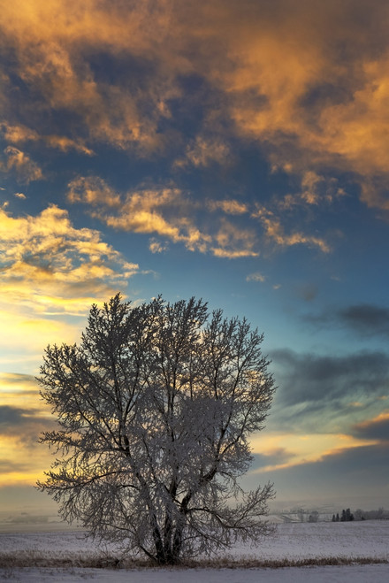 Frosted tree in snow-covered field at sunset with colourful clouds and blue sky; Alberta, Canada Poster Print by Michael Interisano / Design Pics - Item # VARDPI12533008
