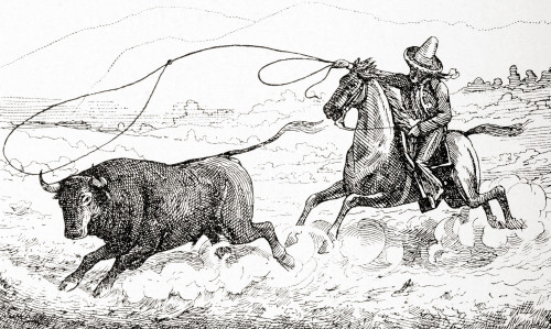 Lassoing A Bull In South America In The 19th Century.  From Enciclopedia Ilustrada Segui, Published C. 1900 Poster Print by Ken Welsh / Design Pics - Item # VARDPI12323518