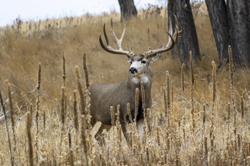 Silhouetted mule deer buck (Odocoileus hemionus) standing in grass during a  golden sunset; Steamboat Springs, Colorado, United States of America Poster  Print by Vic Schendel (19 x 12) # 12682149 - Posterazzi