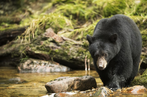 Black bear (Ursus americanus) fishing in the Great Bear Rainforest; Hartley Bay, British Columbia, Canada Poster Print by Robert Postma / Design Pics - Item # VARDPI12531232 Black bear (Ursus americanus) fishing in the Great Bear Rainforest; Hartley Bay, British Columbia, Canada Poster Print by Robert Postma / Design Pics - Item # VARDPI12531232