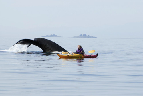 Humpback Whale Surfaces Near A Woman Sea Kayaking In Frederick Sound, Inside Passage, Southeast Alaska, Summer Poster Print by Tom Soucek / Design Pics - Item # VARDPI2236748