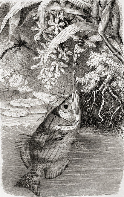 The Archerfish, Spinner Fish Or Archer Fish. Toxotidae Toxotes. From Cassell's Natural History, Published 1881. Poster Print by Ken Welsh / Design Pics - Item # VARDPI12280601