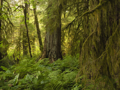 Moss-covered trees and ferns in a rainforest along Nile Creek, near Campbell River; British Columbia, Canada Poster Print by Robert Postma / Design Pics - Item # VARDPI12543497