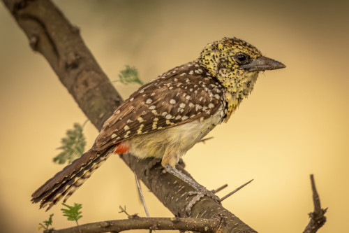 Usambiro barbet (Trachyphonus darnaudii usambiro) perches on branch in profile, Serengeti National Park; Tanzania Poster Print by Nick Dale / Design Pics - Item # VARDPI12554331