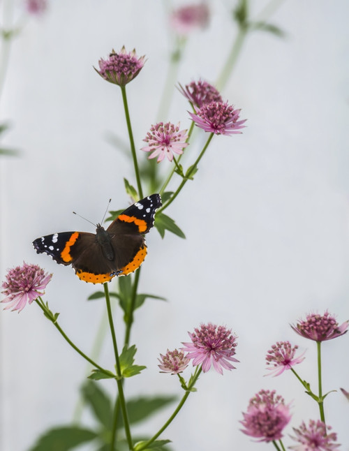 A Red Admiral butterfly (Vanessa atalanta) resting on an plant with pink flowers; Astorville, Ontario, Canada Poster Print by Julie DeRoche / Design Pics - Item # VARDPI12388229