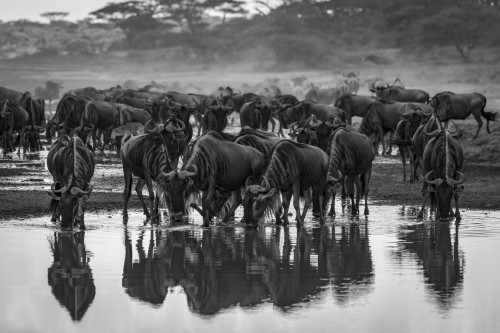 Monochrome confusion of wildebeest (Connochaetes taurinus) drinking from stream, Serengeti National Park; Tanzania Poster Print by Nick Dale / Design Pics - Item # VARDPI12554317