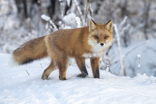 Red fox (Vulpes vulpes) in snow, Campbell Creek area, South-central Alaska; Alaska, United States of America Poster Print by Doug Lindstrand / Design Pics - Item # VARDPI12550761