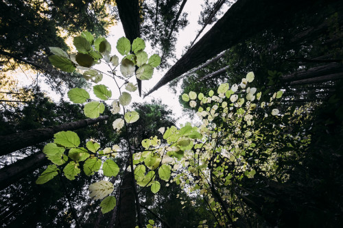 Green leaves on a tree with a view of the tall tree trunks in a forest; California, United States of America Poster Print by Dean Blotto Gray / Design Pics - Item # VARDPI12538265