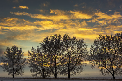 A row of frosted trees in snow-covered field at sunset with colourful clouds and blue sky; Alberta, Canada Poster Print by Michael Interisano / Design Pics - Item # VARDPI12533012