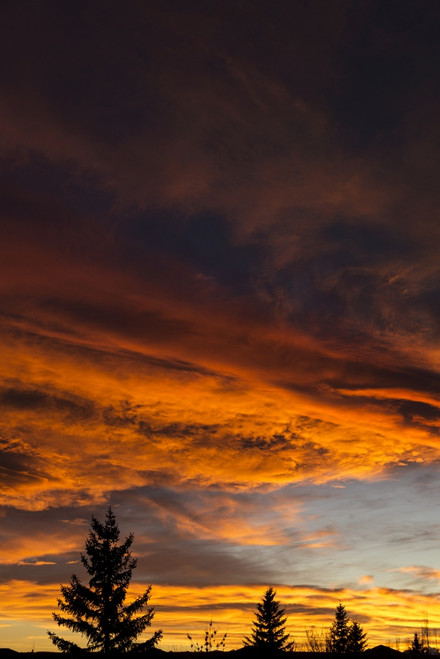 Dramatic colourful cloud formations at sunset with silhouette of evergreen trees; Calgary, Alberta, Canada Poster Print by Michael Interisano / Design Pics - Item # VARDPI12516363