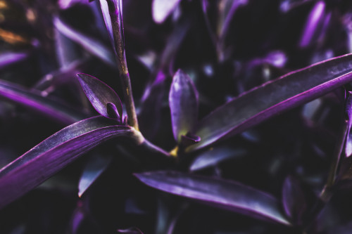 Vibrant purple foliage on a succulent plant in a garden in a tropical climate; Vancouver, British Columbia, Canada Poster Print by Melody Davis / Design Pics - Item # VARDPI12451512