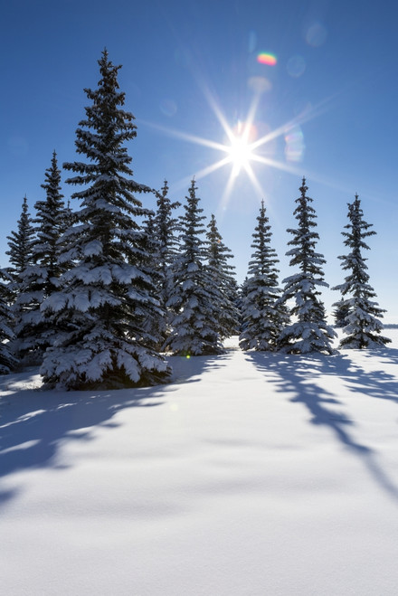 Snow Covered Evergreen Trees On A Snow Covered Hillside With Blue Sky And Sun Burst; Calgary, Alberta, Canada Poster Print by Michael Interisano / Design Pics - Item # VARDPI12325937