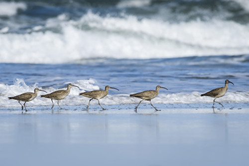 Whimbrels (Numenius Phaeopus) Look For Sand Crabs On The Beach In Oregon; Newport, Oregon, United States Of America Poster Print by Robert L. Potts / Design Pics - Item # VARDPI12326340