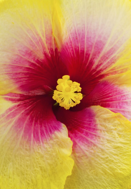 Close-Up Macro Shot Of A Beautiful Red And Yellow Hibiscus Flower; Honolulu, Oahu, Hawaii, United States Of America Poster Print by Brandon Tabiolo / Design Pics - Item # VARDPI12325694