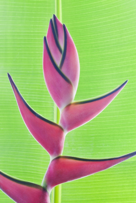 Close-up of a beautiful pink Heliconia flower against a green leaf; Honolulu, Oahu, Hawaii, United States of America Poster Print by Brandon Tabiolo / Design Pics - Item # VARDPI12351495