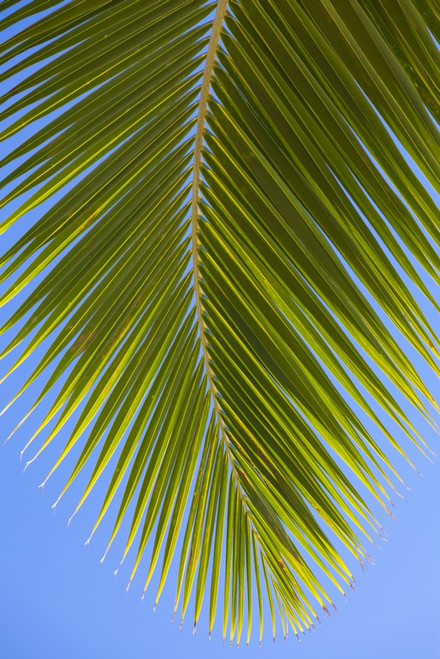 Close-up of a green coconut tree palm frond against a clear blue sky; Honolulu, Oahu, Hawaii, United States of America Poster Print by Brandon Tabiolo / Design Pics - Item # VARDPI12351169