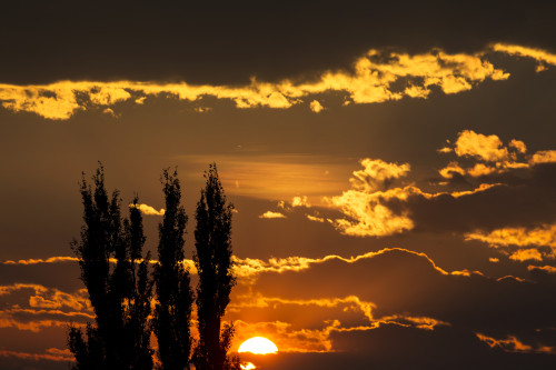 Dramatic colourful cloud formations with orange sun at sunset and silhouette of tall trees; Calgary, Alberta, Canada Poster Print by Michael Interisano / Design Pics - Item # VARDPI12516365