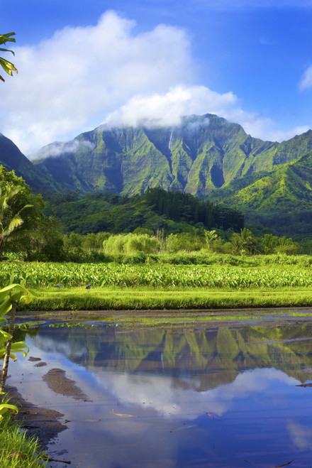 Mirror image of green, foliage covered mountains and fields of taro crops; Hanalei, Kauai, Hawaii, United States of America Poster Print by Kicka Witte / Design Pics - Item # VARDPI12395956