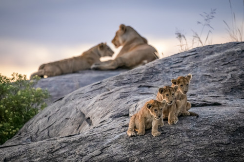 Three lion cubs (Panthera leo) sitting on a rock looking out with two lionesses in the background at dusk, Serengeti; Tanzania Poster Print by Nick Dale / Design Pics - Item # VARDPI12556064