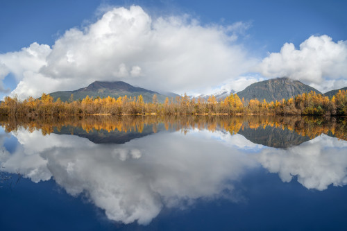 Mirror image of an autumn coloured forest and the Coast mountains in Tongass National Forest; Alaska, United States of America Poster Print by John Hyde / Design Pics - Item # VARDPI12549397