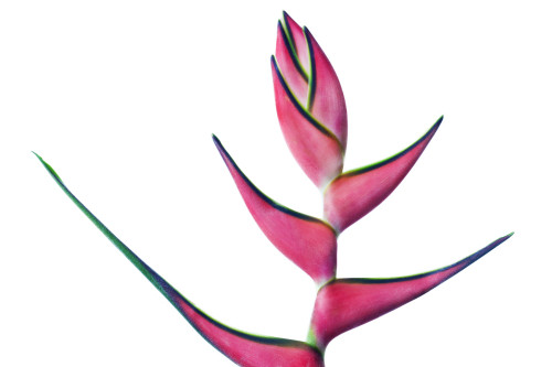 A beautiful pink and green Heliconia flower against a white background; Honolulu, Oahu, Hawaii, United States of America Poster Print by Brandon Tabiolo / Design Pics - Item # VARDPI12351461